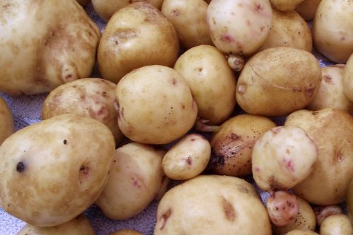 dieta ziemniaczana